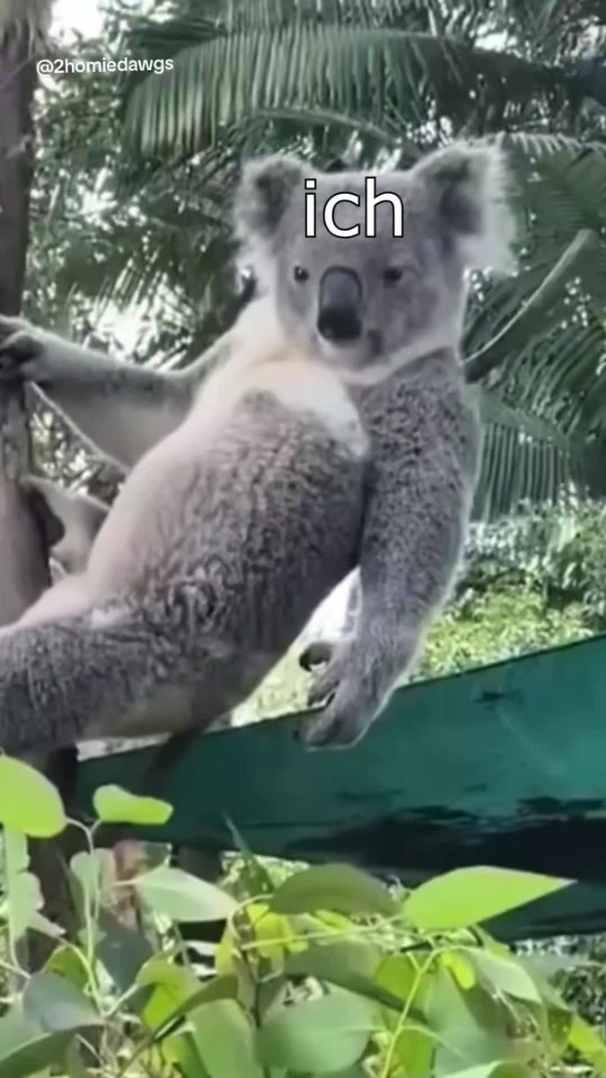 Die Dawgs sind Koalas