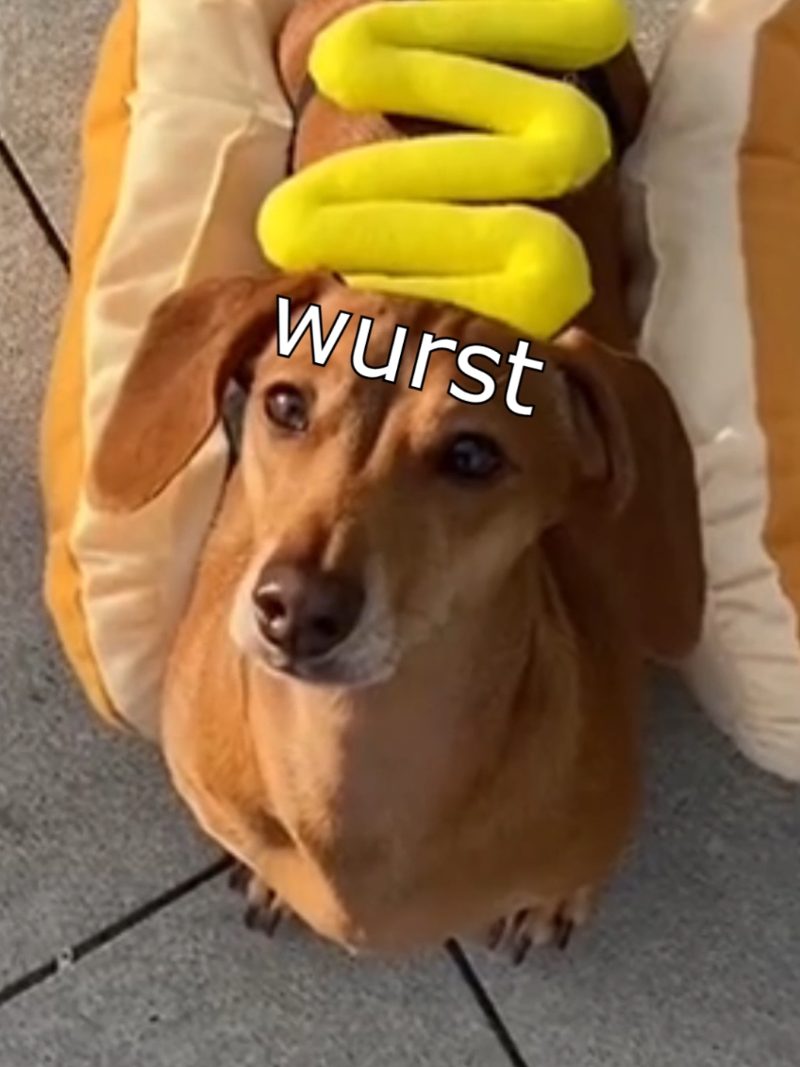 Die Dawgs grillen an